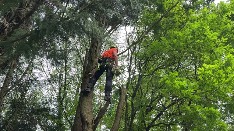 Best Hazardous Tree Removal  in Emmon, AK